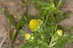 Pineapple weed <BR>Disc mayweed